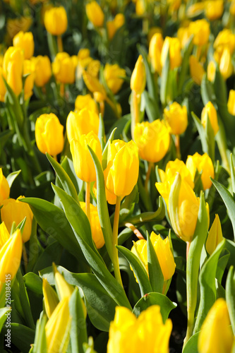 Colorful Tulips in Garden