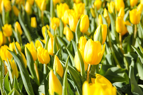 Colorful Tulips in Garden