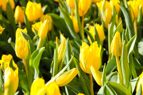Colorful Tulips in Garden