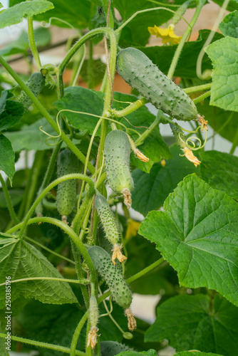 cucumber harvested plants