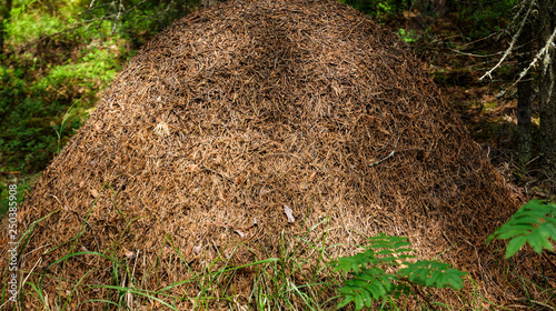 Big old anthill in the summer forest