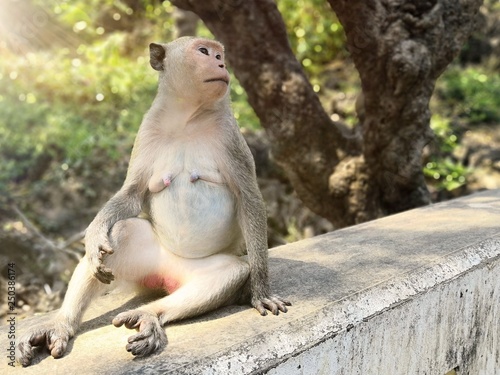 Monkey sitting on a stone fence under the tree. © Chinnabanchon