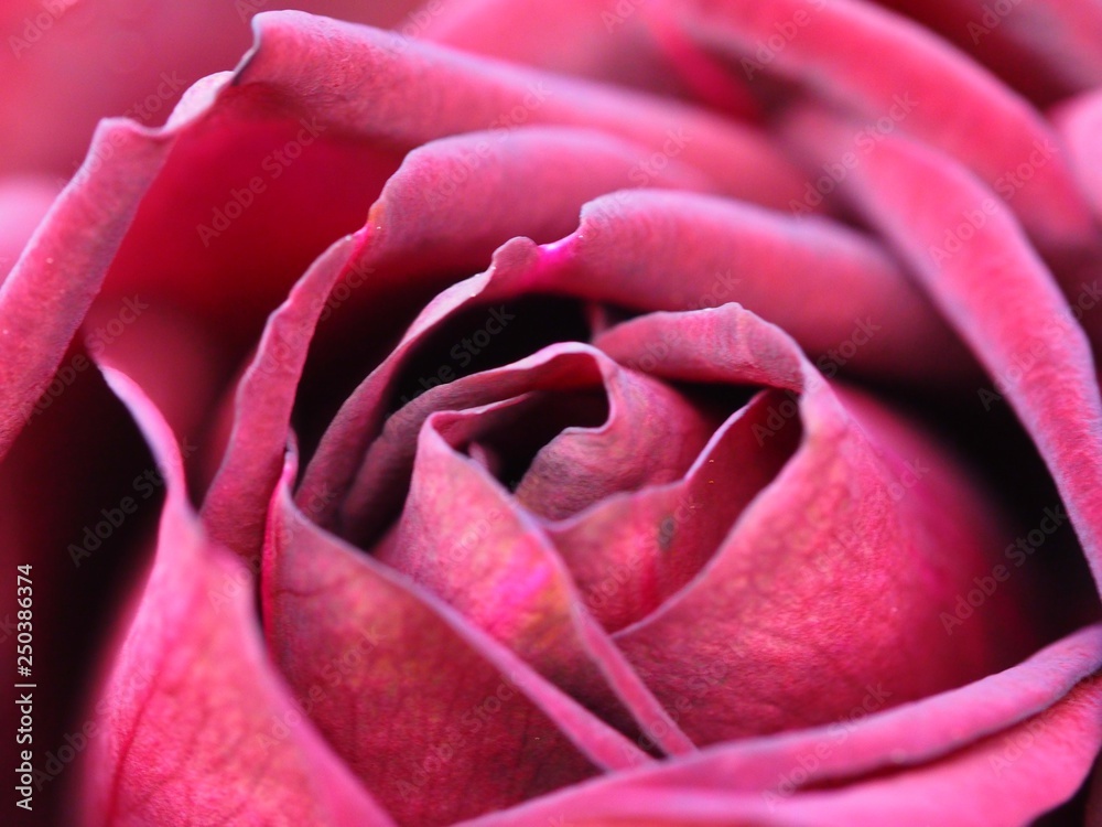 pink rose flower close up pink rose flower close up