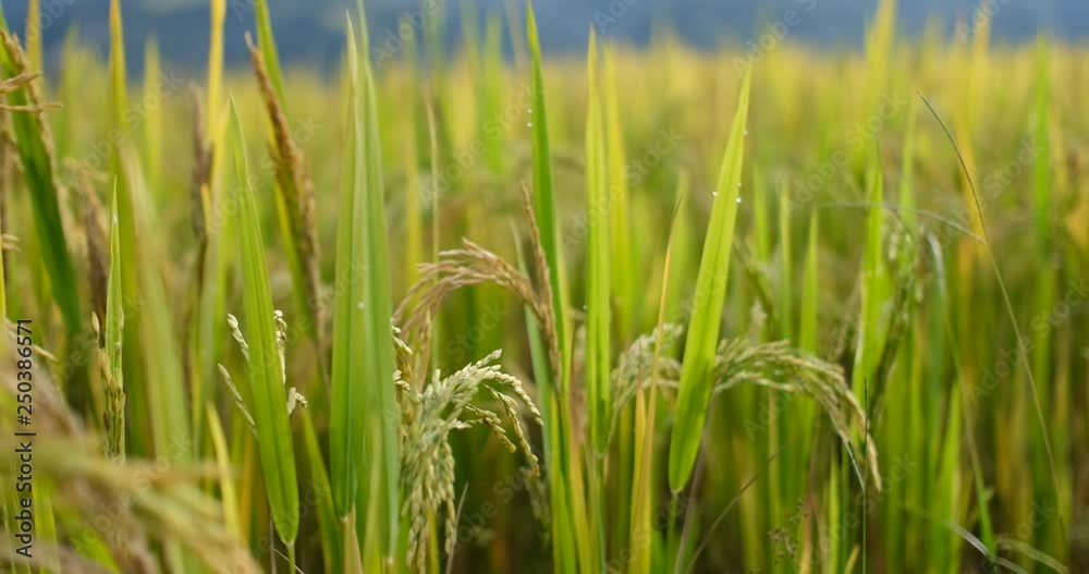 Paddy field or rice field. Closeup of yellow paddy rice field in autumn. Royalty high-quality free stock video footage of beautiful close up of organic rice fields or paddy field in Vietnam, Asia Paddy field or rice field. Closeup of yellow paddy rice field in autumn. Royalty high-quality free stock video footage of beautiful close up of organic rice fields or paddy field in Vietnam, Asia