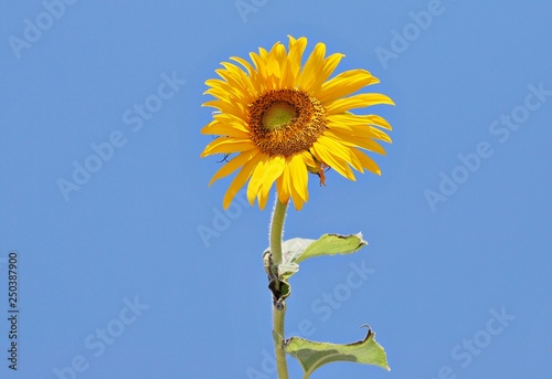 Sunflower in the sun