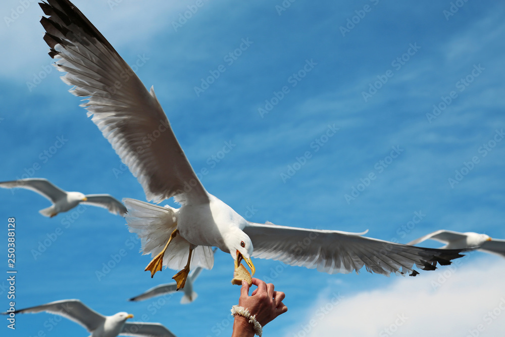 Seagull takes the bread from hand Seagull takes the bread from hand