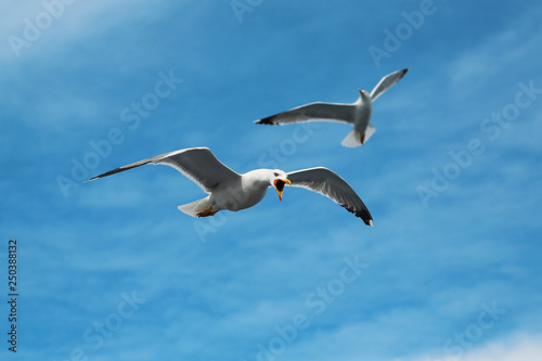 Seagulls flying in the sky © Harmony Video Pro