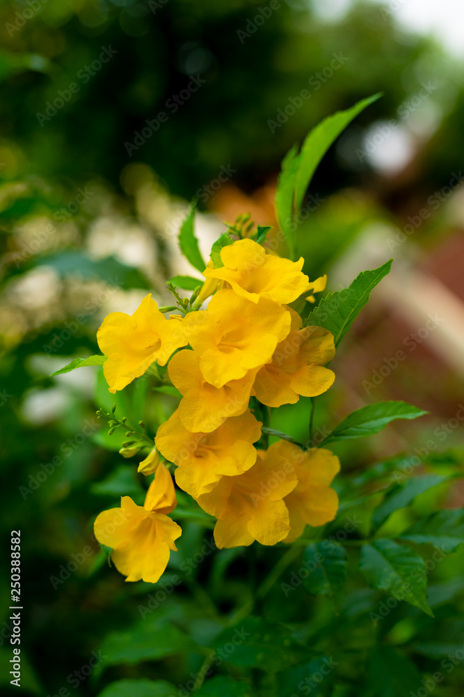 Allamanda Yellow Allamanda with many layers petals, Oleander Allamanda, Bush Allamanda. Scientific name Allamanda Yellow Allamanda with many layers petals, Oleander Allamanda, Bush Allamanda. Scientific name