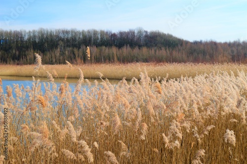 Vorfrühling an einem See bei Wülfrath im Bergischen Land