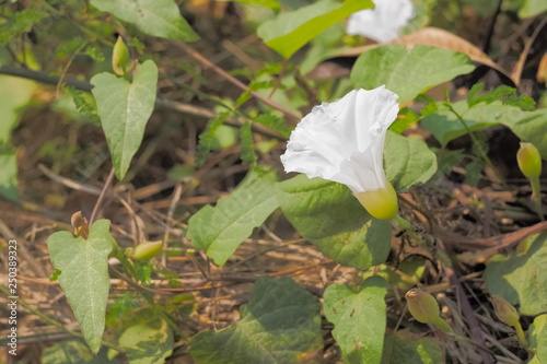 White trumpet-shaped datura, Moon flower blossom with green nature blurred background known as jimsonweed, devil's snare, devil's trumpet, moon flower, toloache, hell's bells, Jamestown weed.