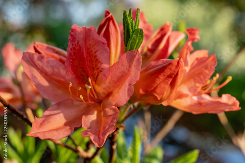 Close up of a beautiful vibrant orange colored rhododendron flower © Magnus