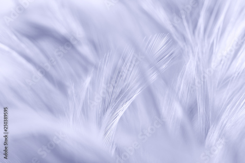 Fototapeta Naklejka Na Ścianę i Meble -  Purple chicken feathers in soft and blur style for background