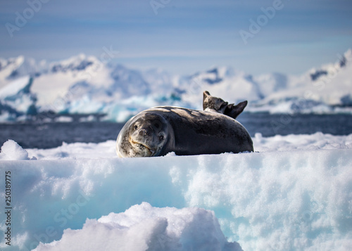 Leopard Seal on Iceberg