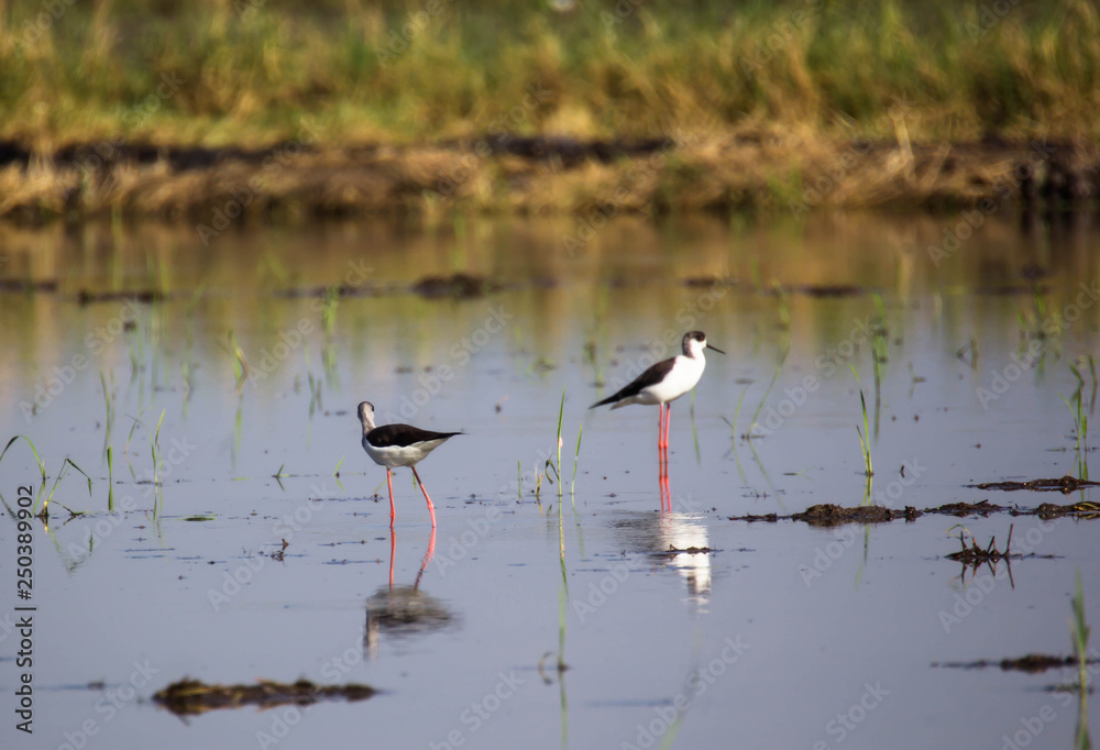 Obraz premium Black winged Stilt