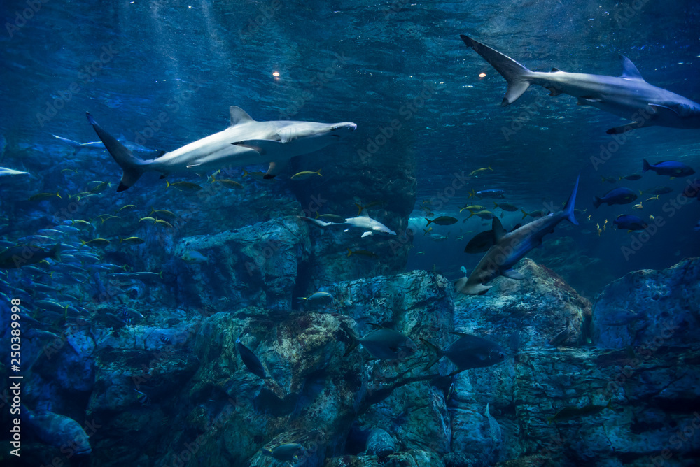 Fototapeta premium 海中