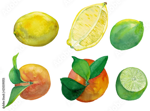 Watercolor set of fresh citrus fruits- lemon, lime and orange. Fruits with leaves and cut in the middle. Yellow, green and orange summer fruits for juice.