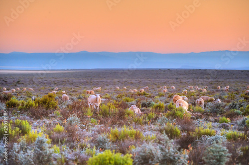 NAMAQUALAND SHEEP FARM, SOUTH AFRICA