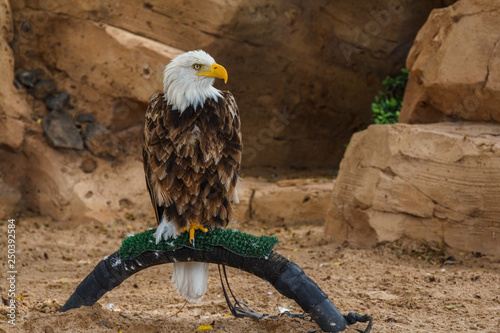 Locked Bald eagle in zoo.  Bald eagle in captivity