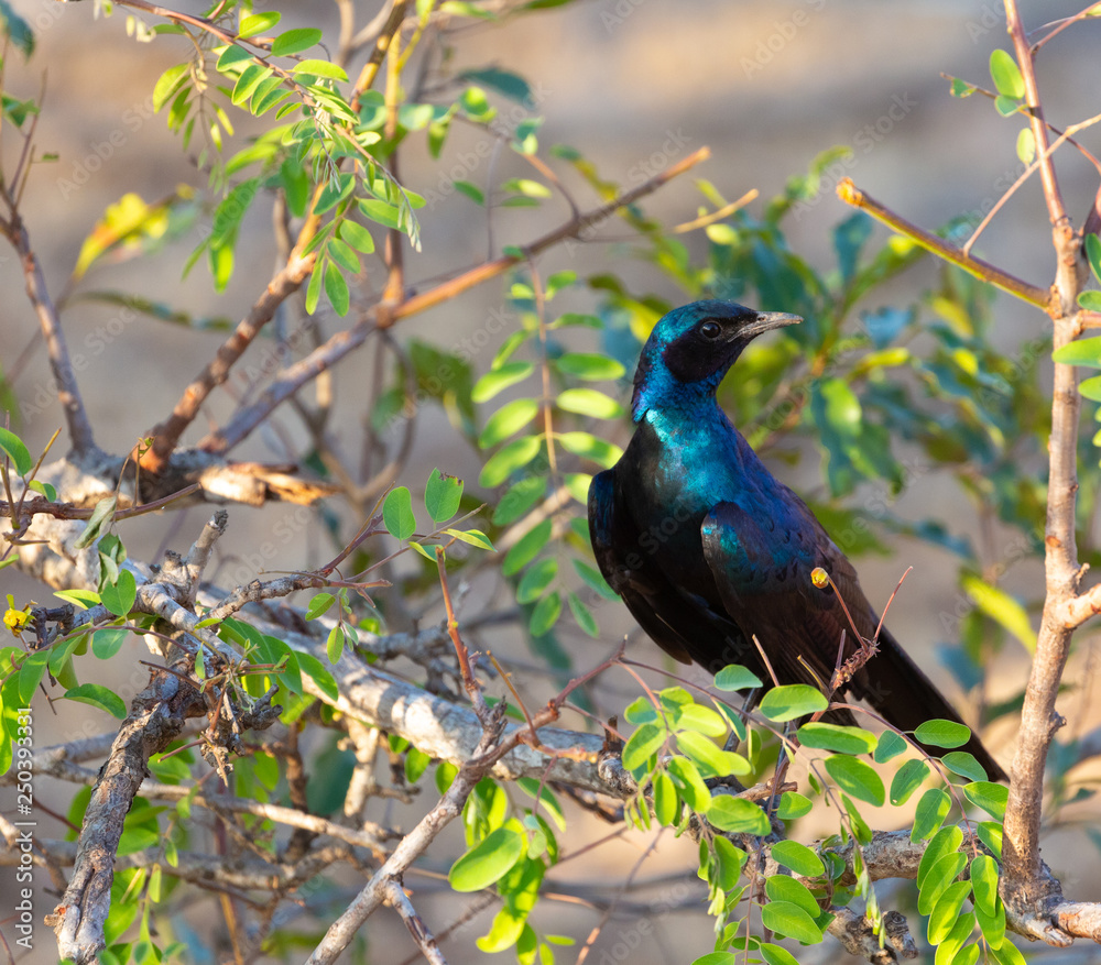 Fototapeta premium meve's starling