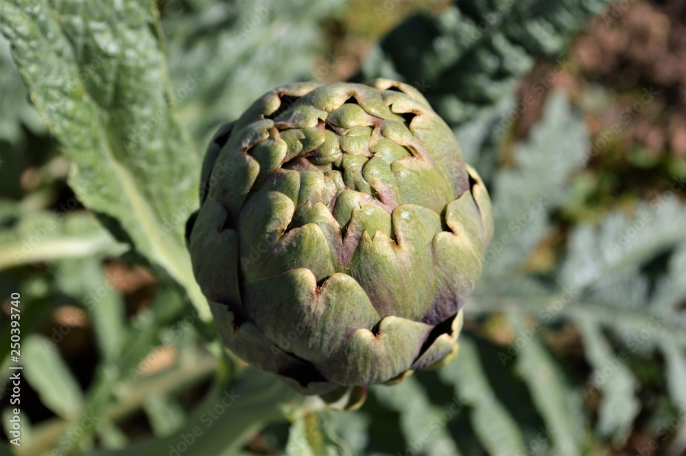 Fototapeta premium artichokes 