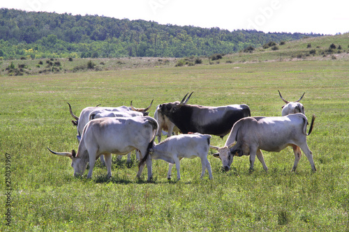 Fototapeta Naklejka Na Ścianę i Meble -  Herd of hungarian grey cattle on a meadow at rural animal farm