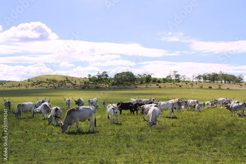 Herd of hungarian grey cattle on a meadow at rural animal farm