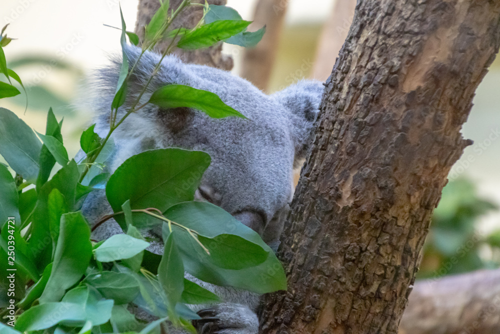 Obraz premium Koala sleeping in tree