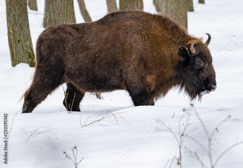 Bison in winter in the reserve