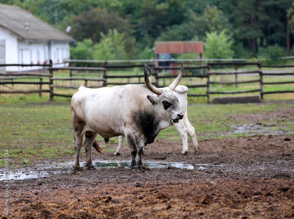 Herd of hungarian grey cattle on a meadow at rural animal farm Herd of hungarian grey cattle on a meadow at rural animal farm
