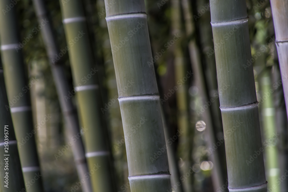 Fototapeta premium Bamboo Forest