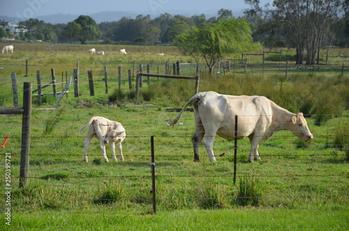 Cows on grazing