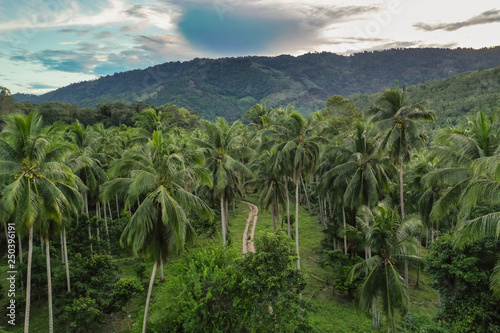 Tropical dirt road through the palm forest with green jungle hills on the background arial drone view