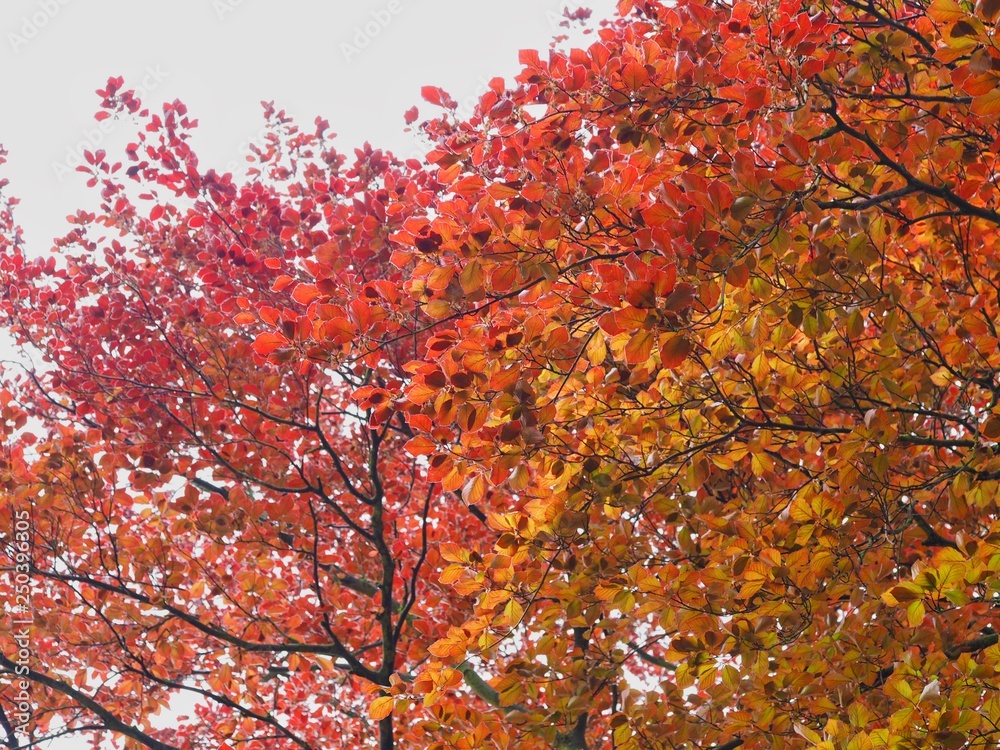 Copper Beech Tree