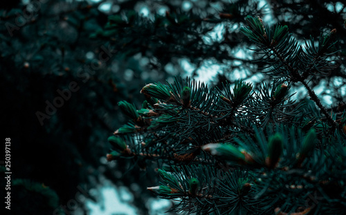 christmas tree © Вячеслав Плужнов
