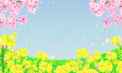 菜の花畑と桜の木　春の背景素材