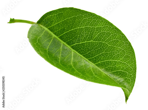 Pears leaves isolated on white