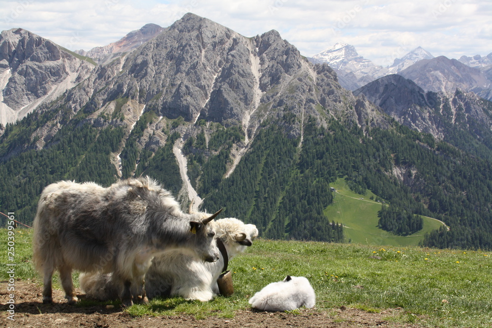 Tiere im Gebirge