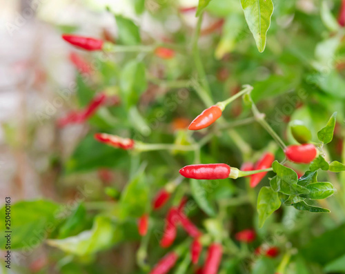 red guinea-pepper and green leaf photo