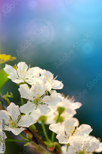 Blossom tree over colorful nature background. Spring background.