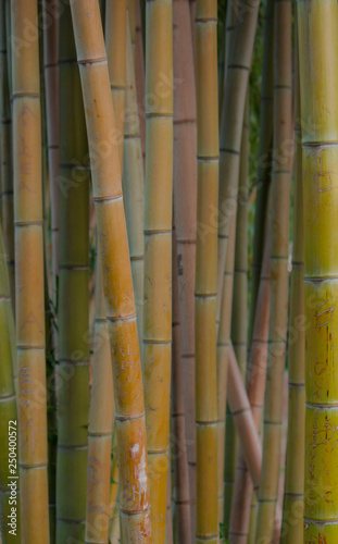 bamboo in primo piano