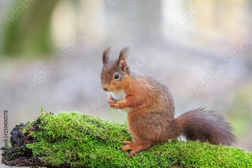 Red squirrel sitting on moss
