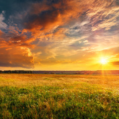 Fotobehang Honingkleur Sunset landscape with a plain wild grass field and a forest on background.  © Maxim Khytra