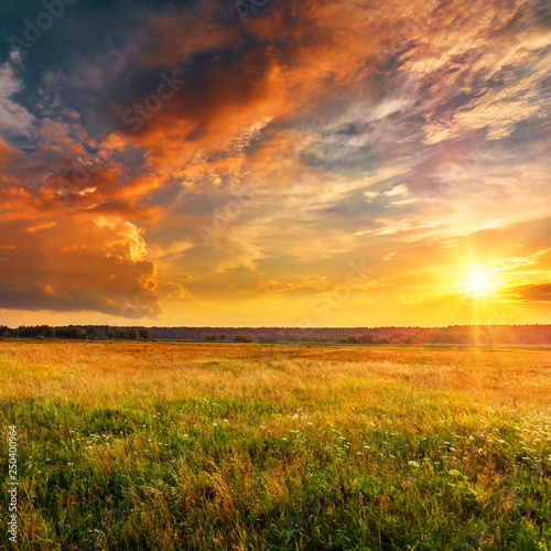 Sunset landscape with a plain wild grass field and a forest on background.