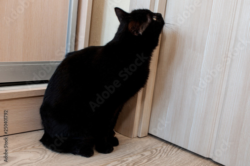 An absolutely black cat sits by the door and waits for it to open.