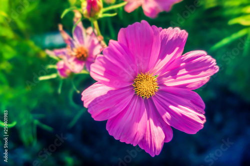 Magenta flowers  purple flowers