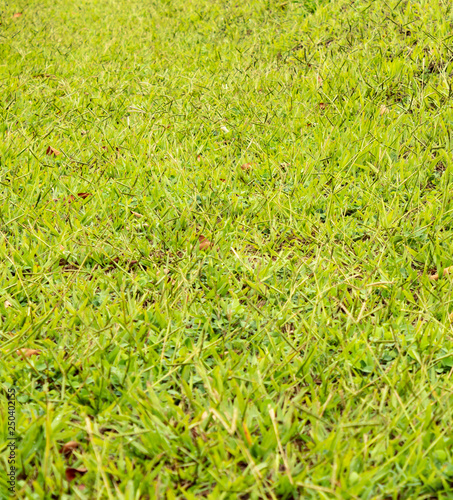 background green grass