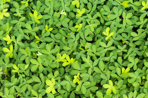 background green plant