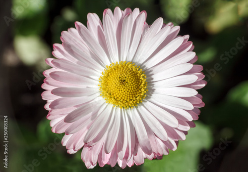 Daisy in spring field. Bellis perennis small flower  top view