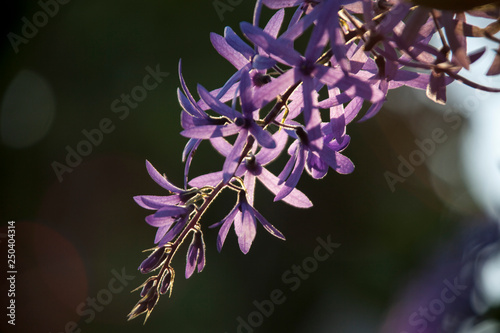 Petrea kohautiana