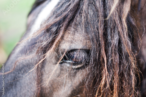 Closeup image of eye of the horse. Domestic animal concept. Macro image of horses eye